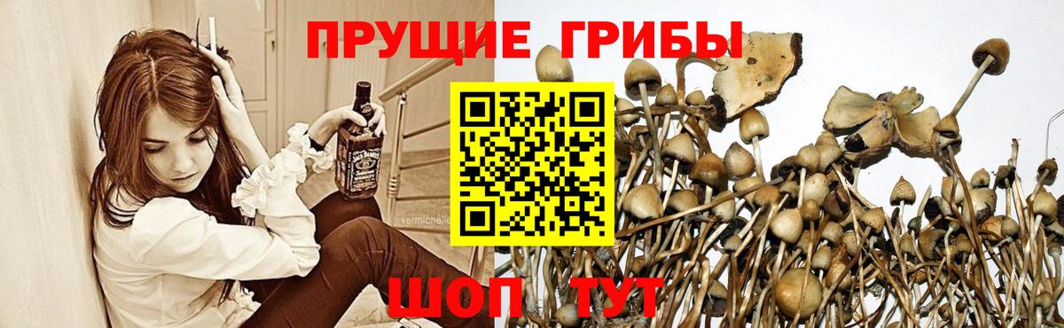 где продают   Галлюциногенные грибы Magic Shrooms  Вход с VPN  Алексин 